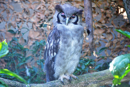 World of Birds Wildlife Sanctuary.